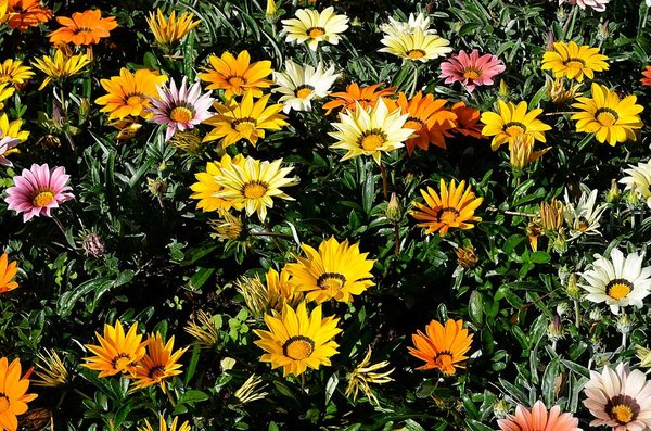 Sommerblumen