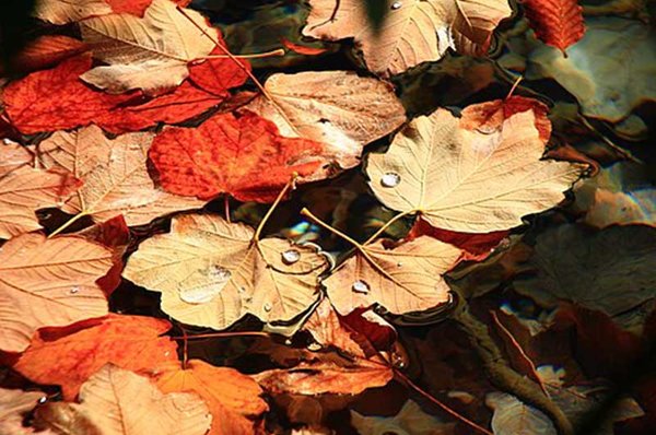 Herbstblätter